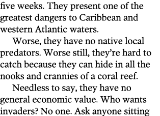 five weeks  They present one of the greatest dangers to Caribbean and western Atlantic waters  Worse  they have no na   