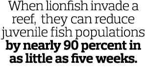 When lionfish invade a reef  they can reduce juvenile fish populations by nearly 90 percent in as little as five weeks 