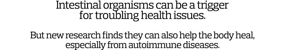 Intestinal organisms can be a trigger for troubling health issues   But new research finds they can also help the bod   