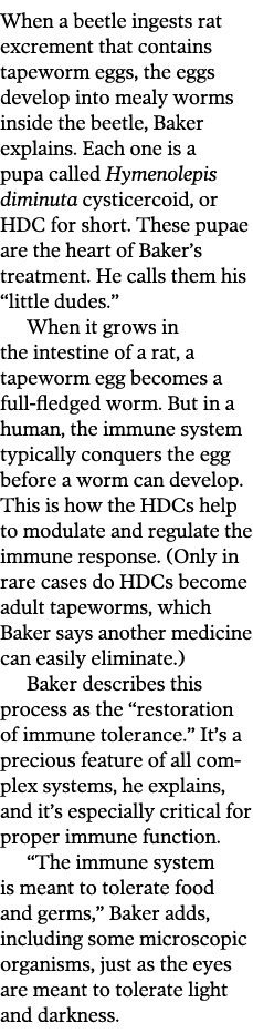 When a beetle ingests rat excrement that contains tapeworm eggs  the eggs develop into mealy worms inside the beetle    