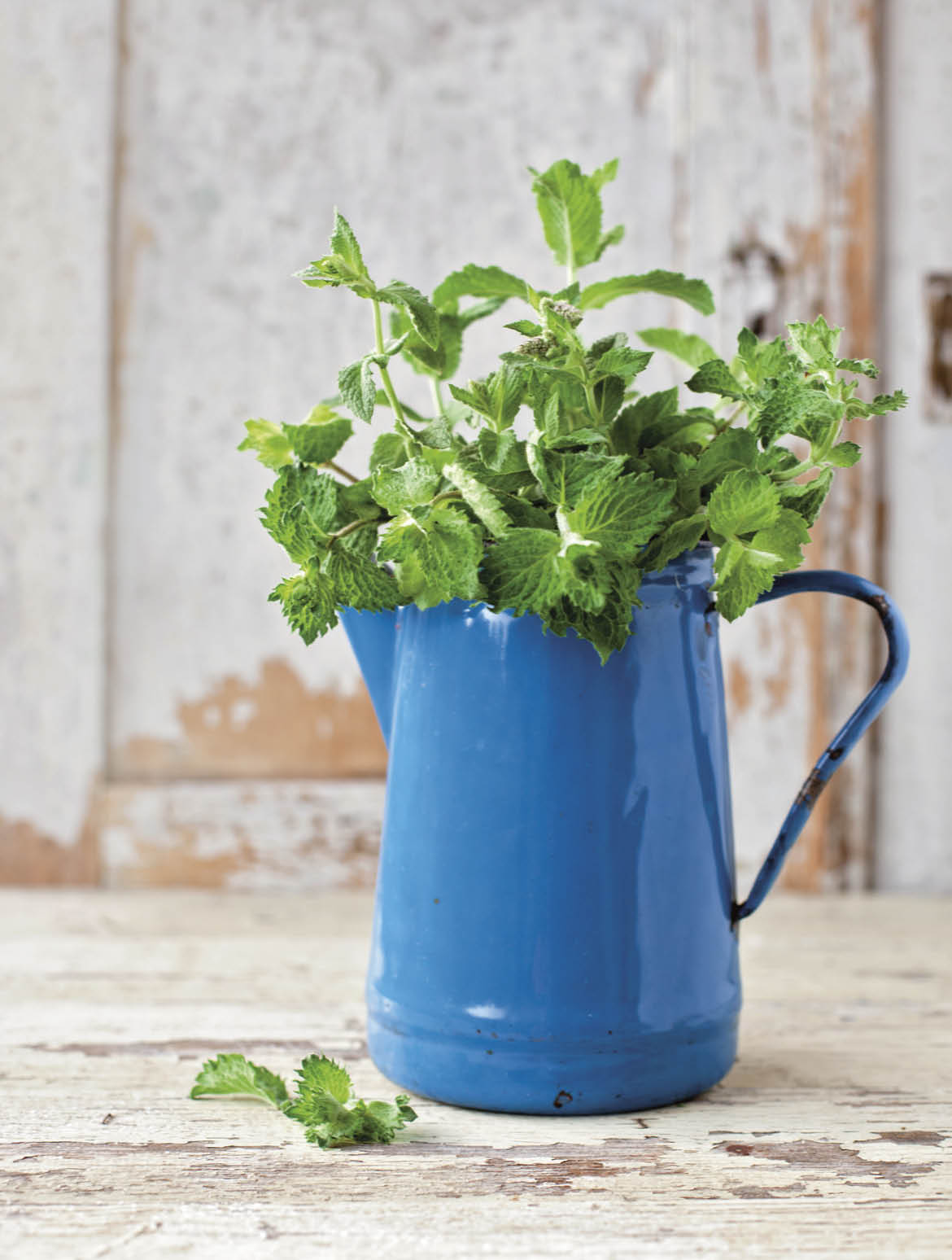 Fresh mint plants from garden in shabby teapot  French cottage still life 