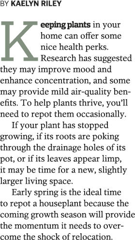 BY KAELYN RILEY Keeping plants in your home can offer some nice health perks  Research has suggested they may improve   