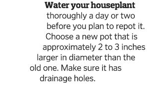 Water your houseplant thoroughly a day or two before you plan to repot it  Choose a new pot that is approximately 2 t   