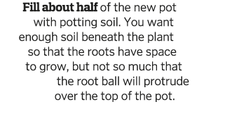 Fill about half of the new pot with potting soil  You want enough soil beneath the plant so that the roots have space   