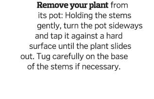 Remove your plant from its pot: Holding the stems gently, turn the pot sideways and tap it against a hard surface unt   