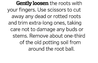 Gently loosen the roots with your fingers  Use scissors to cut away any dead or rotted roots and trim extra-long ones   