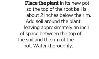 Place the plant in its new pot so the top of the root ball is about 2 inches below the rim  Add soil around the plant   