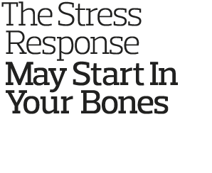 The Stress  Response  May Start In  Your Bones