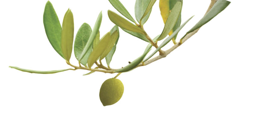 Olive on the branch  Isolated on white 
