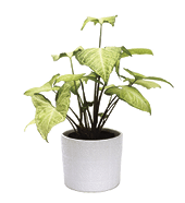 fiddle leaf fig tree on white background 