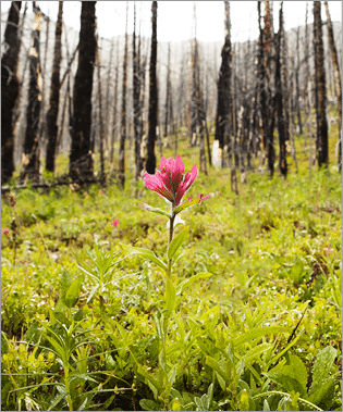 Helen Lake, Banff National Park, Alberta, Canada.