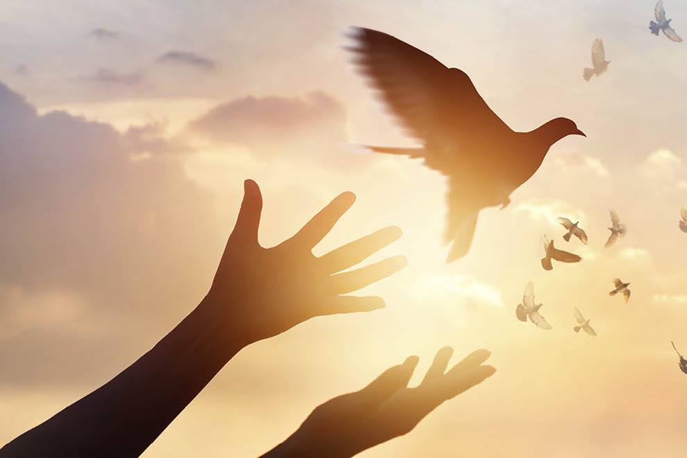 Woman praying and free bird enjoying nature on sunset background, hope concept