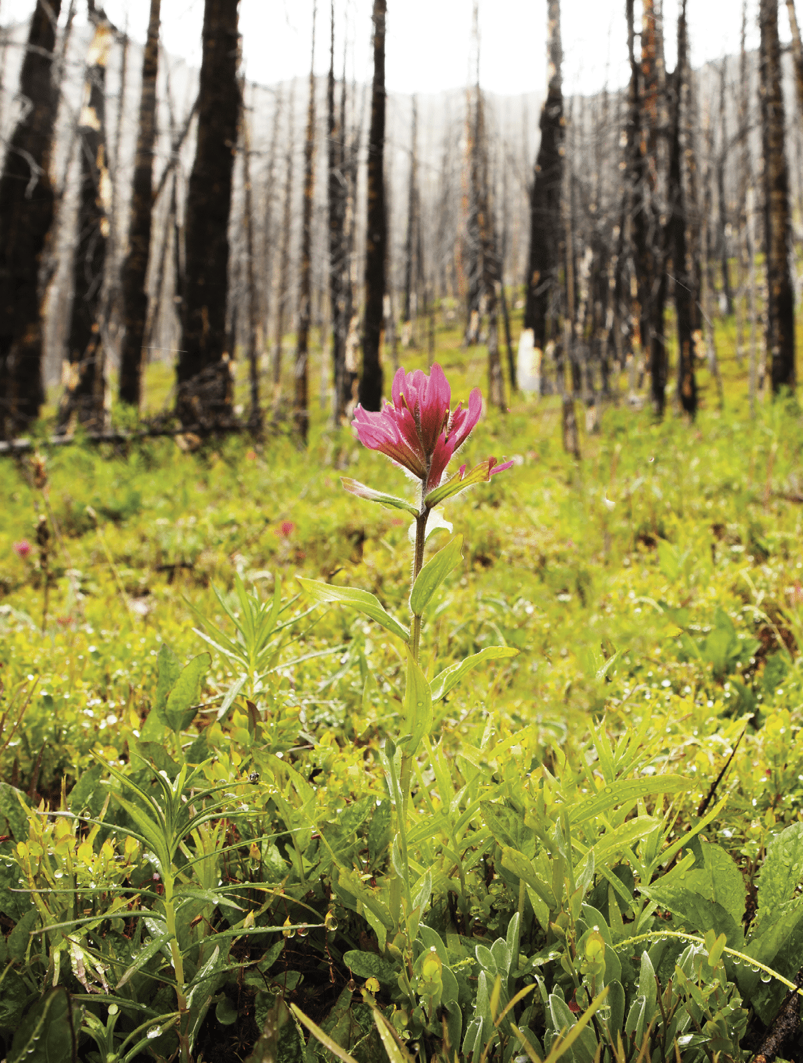 Helen Lake, Banff National Park, Alberta, Canada.