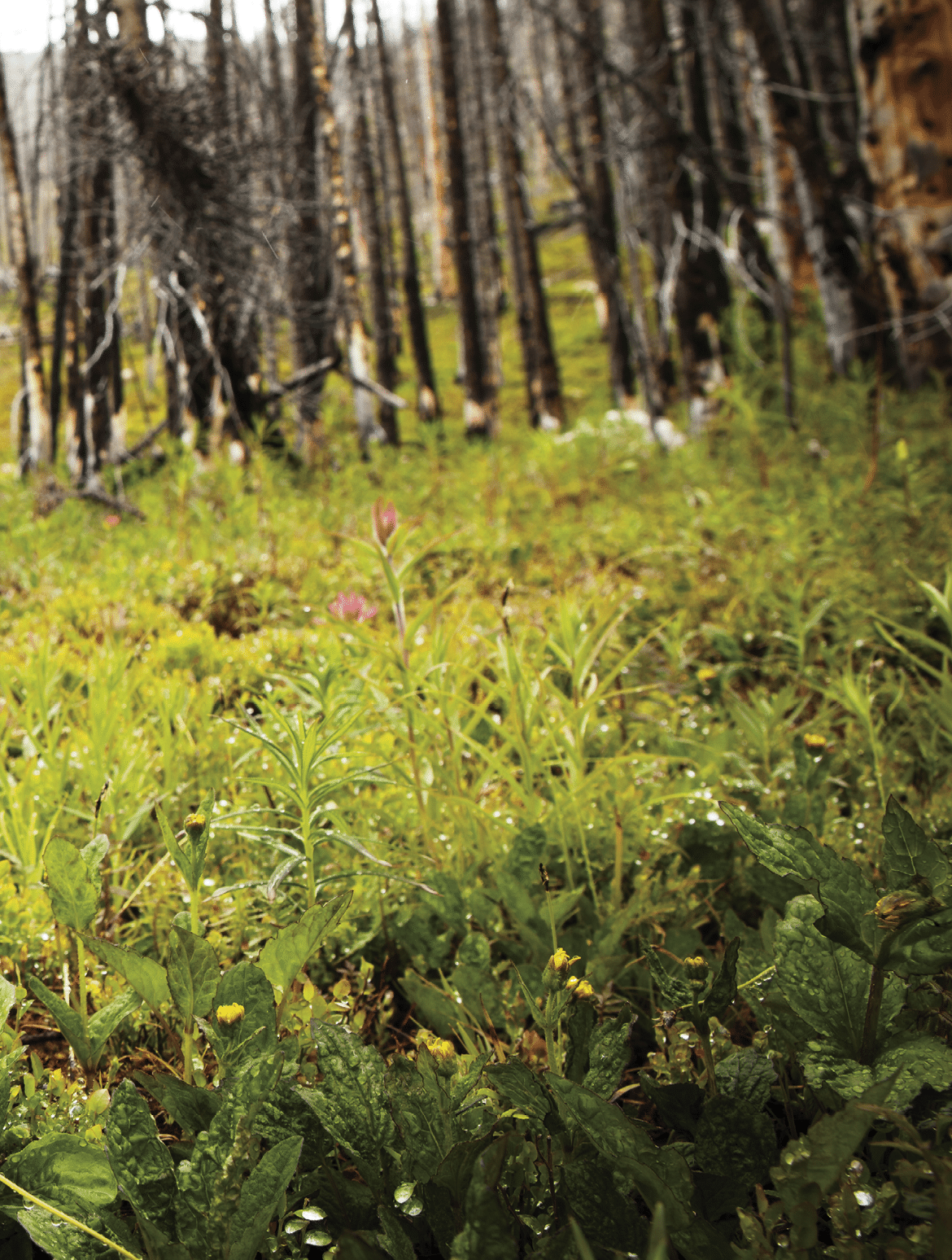 Helen Lake, Banff National Park, Alberta, Canada.
