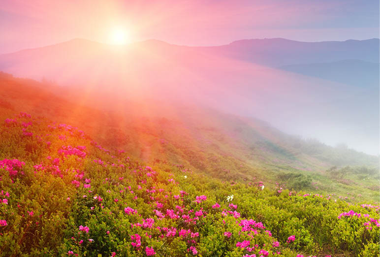 Beautiful sunrise in the spring mountains. View of  hills, covered with fresh blossom rhododendrons. Panoramic landscape.
