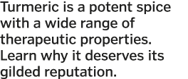 Turmeric is a potent spice with a wide range of therapeutic properties  Learn why it deserves its gilded reputation 