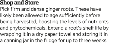 Shop and Store Pick firm and dense ginger roots  These have likely been allowed to age sufficiently before being harv   