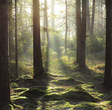 Photo Taken In Sweden