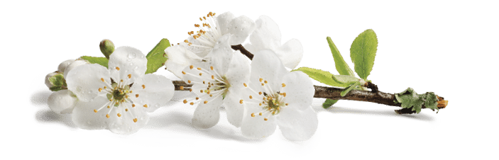 Perfect white cherry blossoms, fresh with dew, on a lichen covered twig     High resolution image  