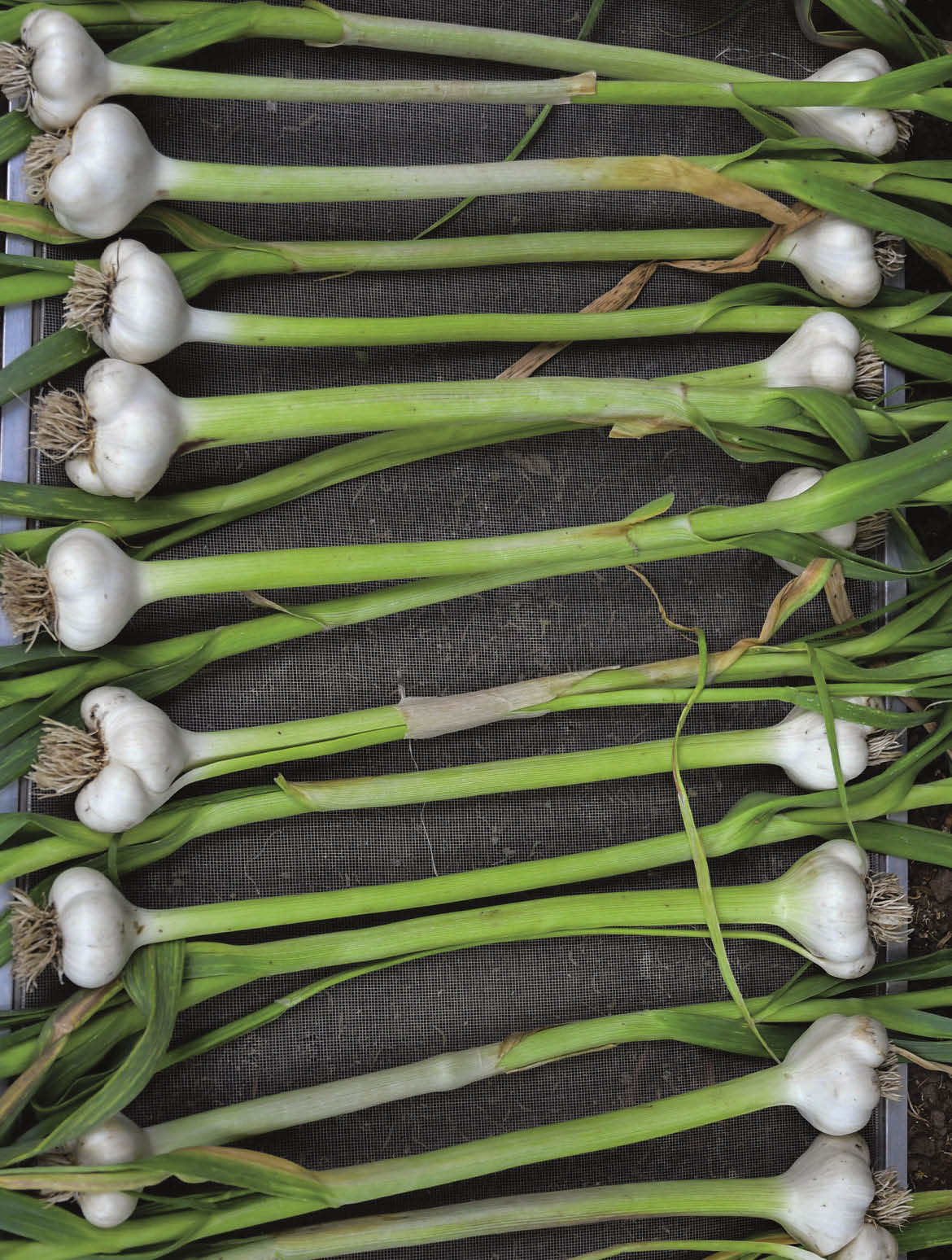 Freshly harvested garlic cleaned and lined up for drying process