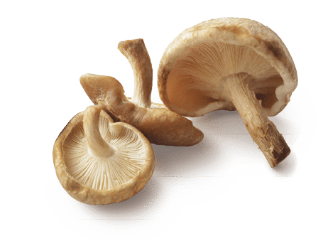 Mushrooms: Shiitake Mushrooms Isolated on White Background