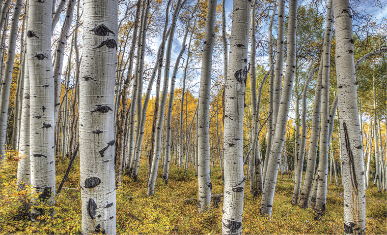Fall aspens along Geyser Pass Manti-LaSal National Forest Moab  Utah