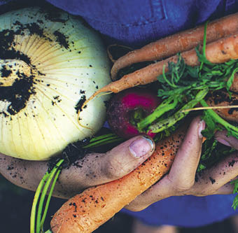above view of fresh vegetables from the garden 
