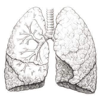 Frontal view of the human lungs showing the two lobes of the left lung (the viewer's right side) and the three lobes of the right lung (the viewer's left side)  The trachea branches into two primary bronchus that continue to branch into ever smaller lobar branches which invest every section of the lungs 