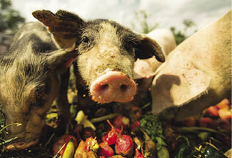 Grass feed organic sustainable farming pigs on a health farm eating greens and vegetables  Cute little animal looking into the camera 
