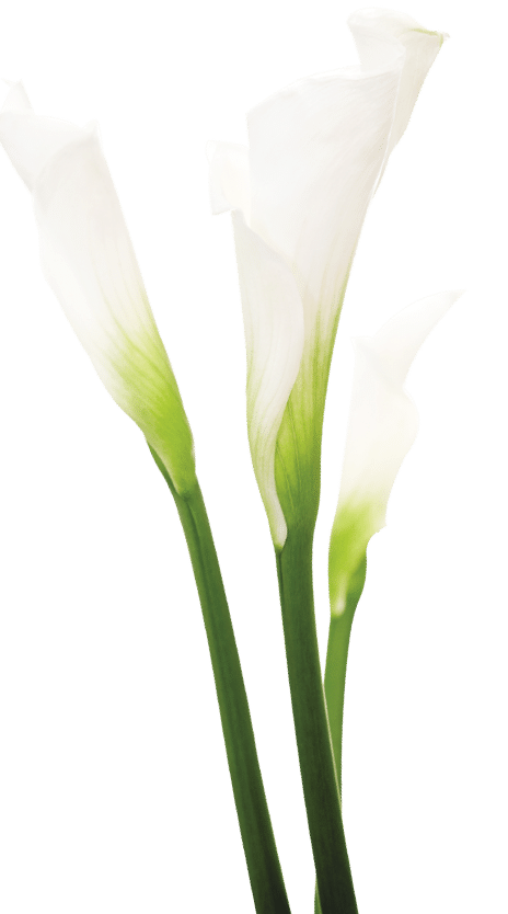 Three Calla Lilies on white background