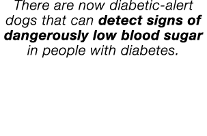 There are now diabetic-alert dogs that can detect signs of dangerously low blood sugar in people with diabetes 