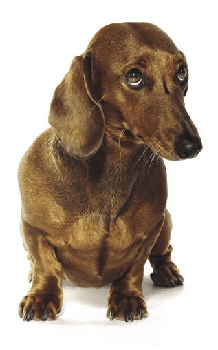 Dachshund dog looking up