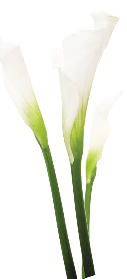 Three Calla Lilies on white background