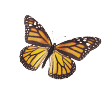 A whimsical arrangement of monarch butterflies in varies positions of flight   Basking, standing and flying positions represented 