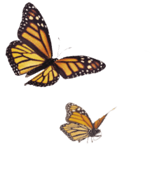 A whimsical arrangement of monarch butterflies in varies positions of flight   Basking, standing and flying positions represented 