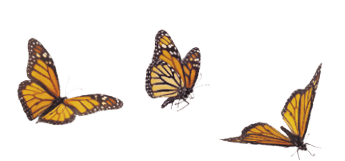 A whimsical arrangement of monarch butterflies in varies positions of flight   Basking, standing and flying positions represented 