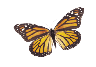 A whimsical arrangement of monarch butterflies in varies positions of flight   Basking, standing and flying positions represented 