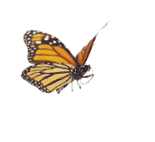 A whimsical arrangement of monarch butterflies in varies positions of flight   Basking, standing and flying positions represented 