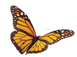 A whimsical arrangement of monarch butterflies in varies positions of flight   Basking, standing and flying positions represented 