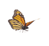 A whimsical arrangement of monarch butterflies in varies positions of flight   Basking, standing and flying positions represented 