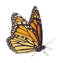 A whimsical arrangement of monarch butterflies in varies positions of flight   Basking, standing and flying positions represented 