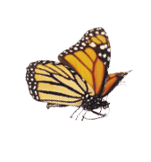 A whimsical arrangement of monarch butterflies in varies positions of flight   Basking, standing and flying positions represented 