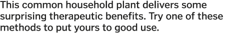 This common household plant delivers some surprising therapeutic benefits  Try one of these methods to put yours to g   