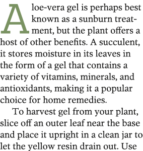 Aloe-vera gel is perhaps best known as a sunburn treatment, but the plant offers a host of other benefits  A succulen   