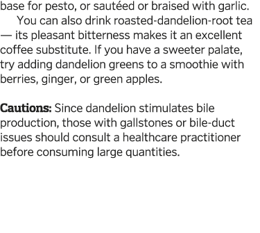 base for pesto, or saut ed or braised with garlic  You can also drink roasted-dandelion-root tea — its pleasant bitte   