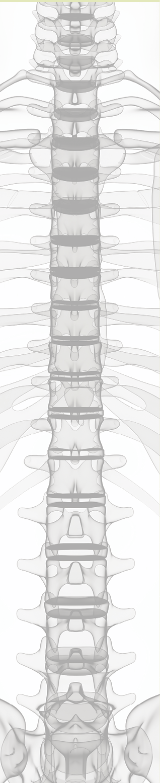 Human skeleton, computer artwork 