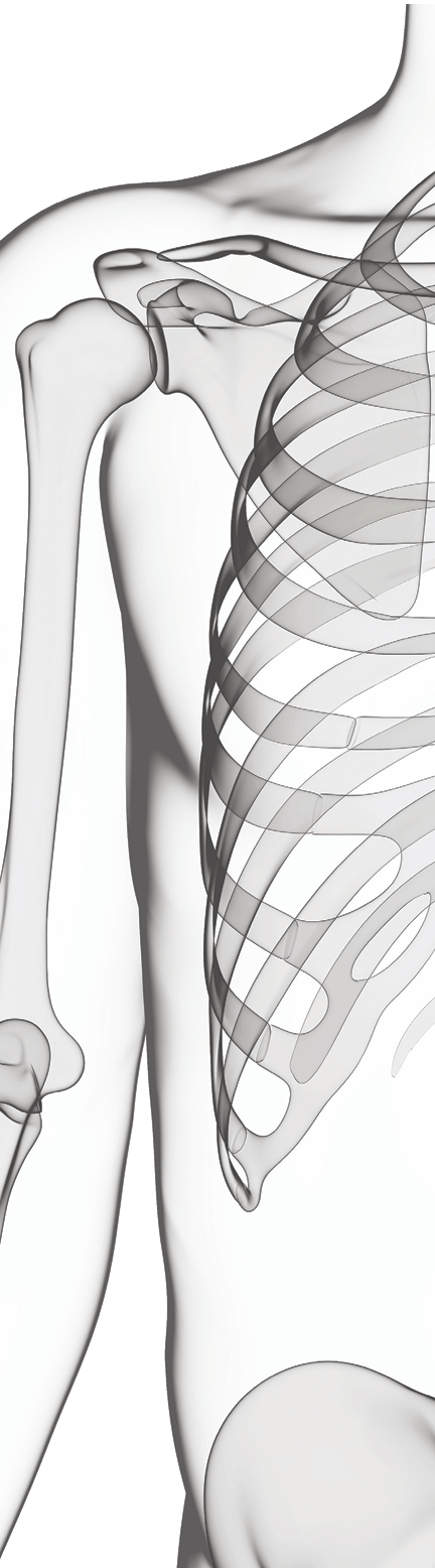 Human skeleton, computer artwork 