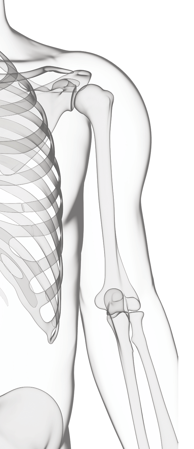 Human skeleton, computer artwork 