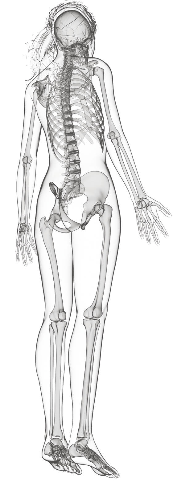 Female skeleton, computer artwork 