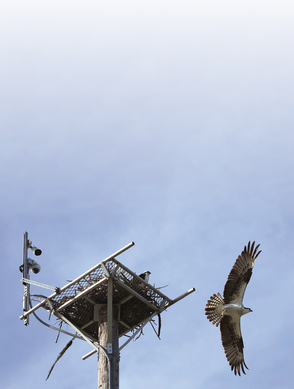 With a live feed webcam over their nest in Fort Myers Beach   An osprey with wings spread wide fly off his nest while his mate stays   Ospreys mate for life and typically live for 7-10 years 